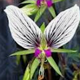 Pelargonium Preamorsum (succulento) v.10