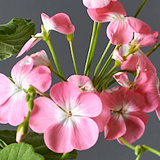 Pelargonium Antic Becester gigante v. 10