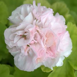 Pelargonium Dovedale v.10