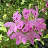 Pelargonium Denticulatum v.10 (odoroso)
