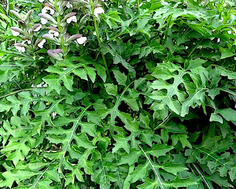 Acanthus Hungaricus White Lips v.9