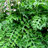 Acanthus Hungaricus White Lips v.9